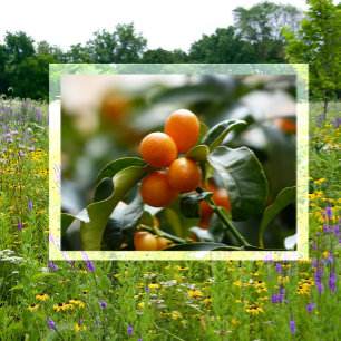 Kumquats auf der Zweigstelle Kumquat Tree Postkarte