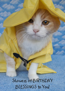 Katze Regenmantel Geschenke Zazzle Ch