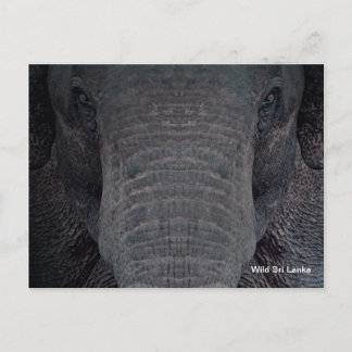 Kundengerechte Sri Lanka Elefant-Postkarte Postkarte