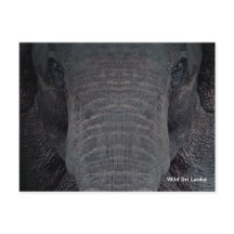 Kundengerechte Sri Lanka Elefant-Postkarte
