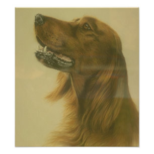 Kundengerechtes Setter-Kunst-Plakat Fotodruck