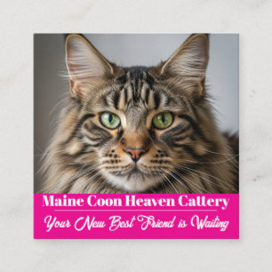 Kundenspezifische Foto Maine Coon Cattery Business Quadratische Visitenkarte