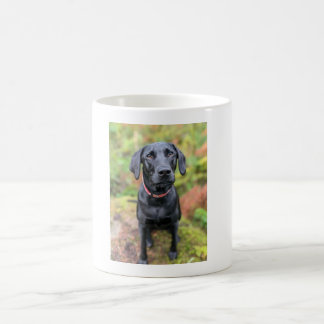 Kundenspezifische Hunde-Tasse - das perfekte Last- Kaffeetasse