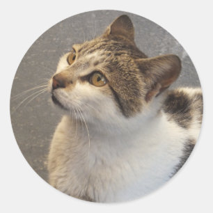 Kundenspezifische Katzenaufkleber Runder Aufkleber