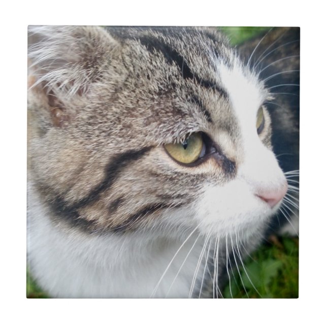 Kundenspezifisches Katzenbild oder andere Fliese (Vorderseite)