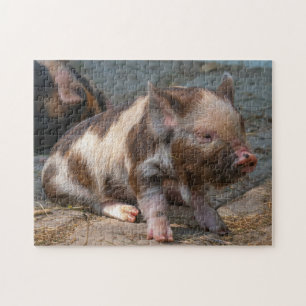 Kune Piglet