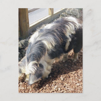 Kunekune Pig Postkarte
