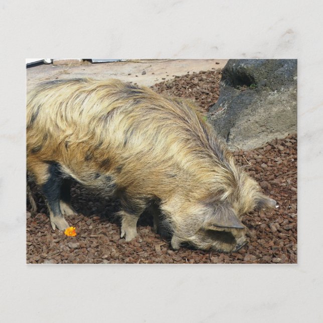 Kunekune Pig Postkarte (Vorderseite)
