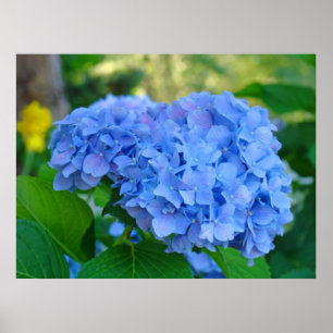 Kunst-Druck-Geschenke Blaue Hortensie Floral Garte Poster