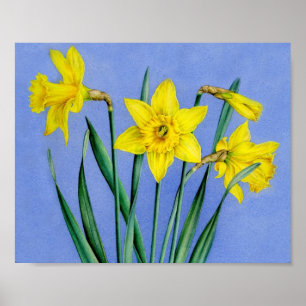 Kunst-Plakatdruck der Narzissen botanischer Poster