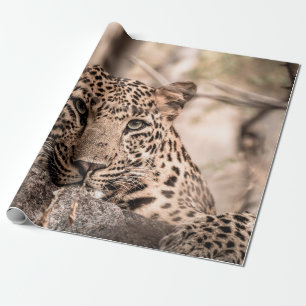 Kunstbild männlicher Leoparden oder Panther Geschenkpapier