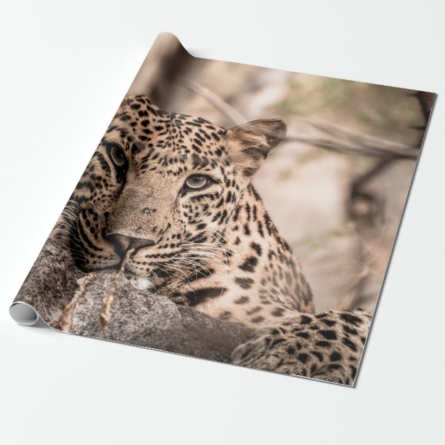 Kunstbild männlicher Leoparden oder Panther Geschenkpapier (Ungerollt)