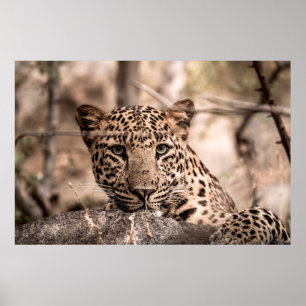 Kunstbild männlicher Leoparden oder Pantherportrai Poster