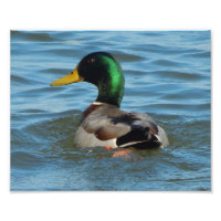 Kunstdruckerei: Mallard Duck