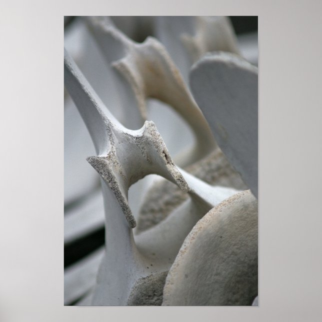 Kunstdruckerei: Whale Vertebrae Poster (Vorne)