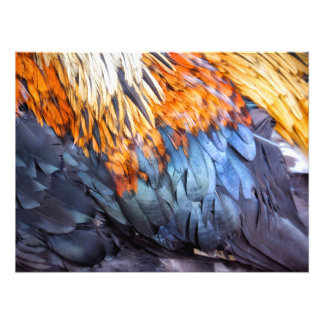 Kunstfeder Fotodruck