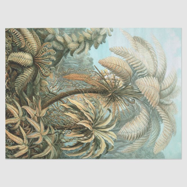 Kunstformen der Natur, Filicinae - Ernst Haeckel Seidenpapier (Vorderseite)