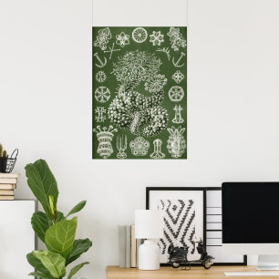 Kunstformen in der Natur - Ernst Haeckel Poster