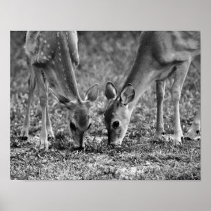 Kunstfotodruck eines grasenden Rehkitzes Poster