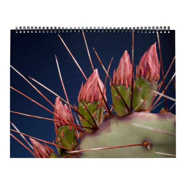 Kunstfotografie von Kakteen und Sukkulenten Kalender (Titelbild)
