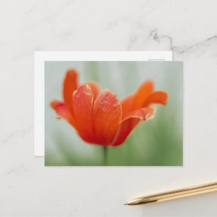 Künstlerische blühende rote Tulpenblumenfotografie Postkarte