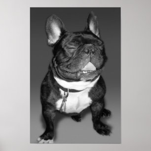 Künstlerische Fotografie eines französischen Bulld Poster