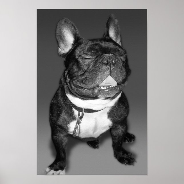 Künstlerische Fotografie eines französischen Bulld Poster (Vorne)