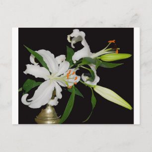 Künstlerische Lilienkollektion-1 Postkarte