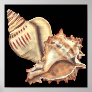 Künstlerische Tritonshorn-Muscheln Poster