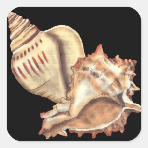 Künstlerische Tritonshorn-Muscheln Quadratischer Aufkleber