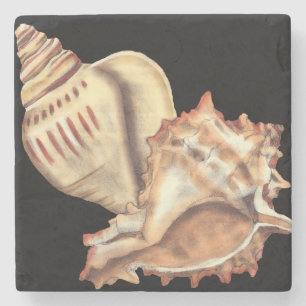 Künstlerische Tritonshorn-Muscheln Steinuntersetzer