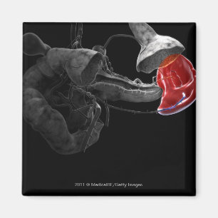 Künstlerische Wiedergabe 3d der Milz Magnet