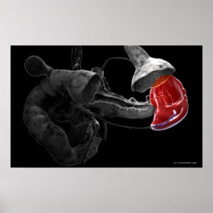 Künstlerische Wiedergabe 3d der Milz Poster