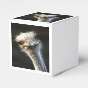 Künstlerisches Straußenportrait mit goofy expressi Geschenkschachtel