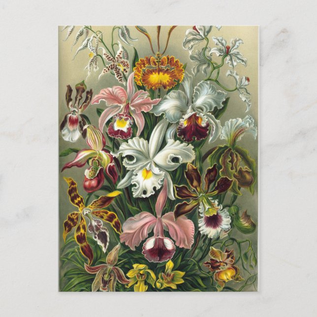 Kunstorchideen - Kunstformen der Natur Postkarte (Vorderseite)