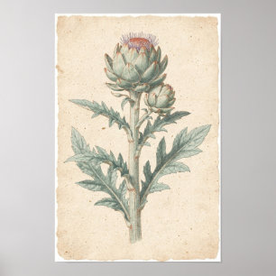 Kunstpflanze Artischocke Botanischer Kunstdruck Poster