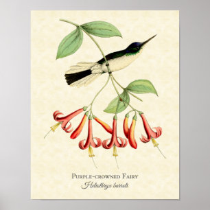 Kunstposter des Purpurkronen-Fee-Kolibris Poster