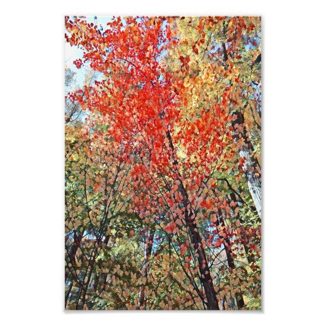 Kunstwerk "Herbst Bäume" Fotodruck (Vorne)
