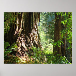 Kunstwerke mit Mammutbäumen-Wald große Redwoods Poster