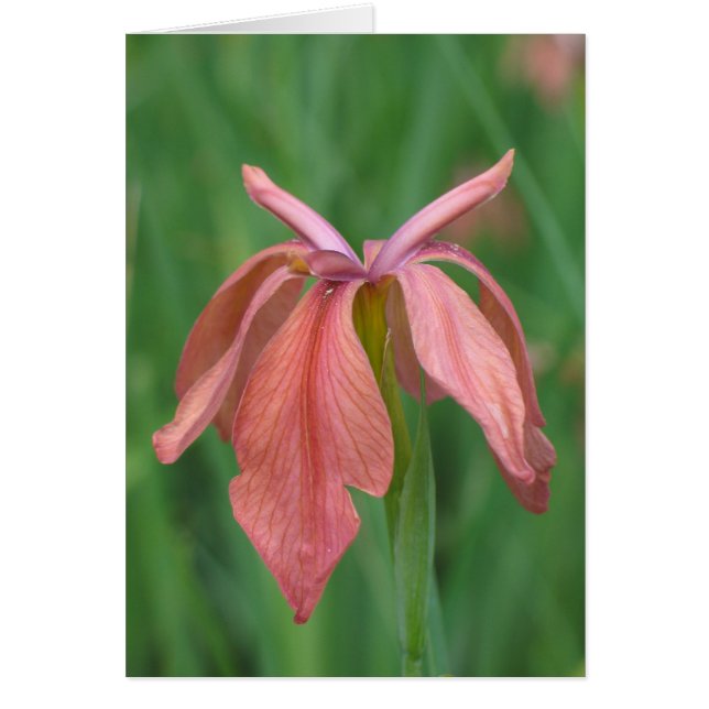 Kupfer Iris (Vorne)