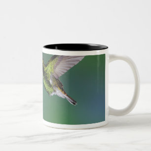 Kupferköpfiger Smaragd, Elvira cupreiceps, Zweifarbige Tasse