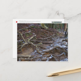 Kurama-dera (Kinone-michi tree roots road) ポストカード Postkarte
