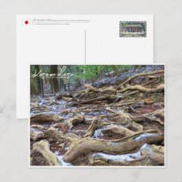 Kurama-dera (Kinone-michi tree roots road) ポストカード Postkarte