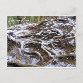 Kurama-dera (Kinone-michi tree roots road) Postkarte