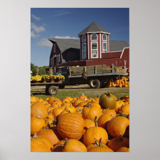 Kürbis auf Bauernhof im Herbst bei Concord, 2 Poster
