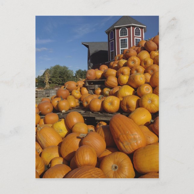 Kürbis auf Bauernhof im Herbst bei Concord, Postkarte (Vorderseite)