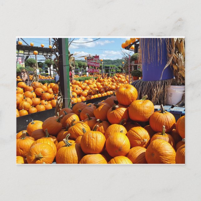 Kürbis auf dem Markt Postkarte (Vorderseite)