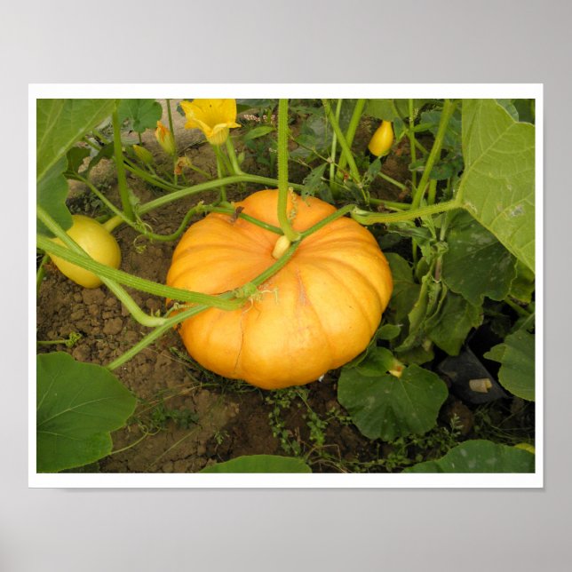 Kürbis im Garten Poster (Vorne)