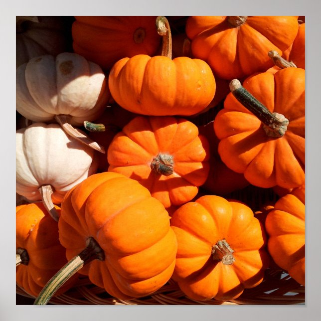 Kürbis Poster (Vorne)