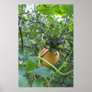 Kürbis wächst auf einem Apfelbaum Poster